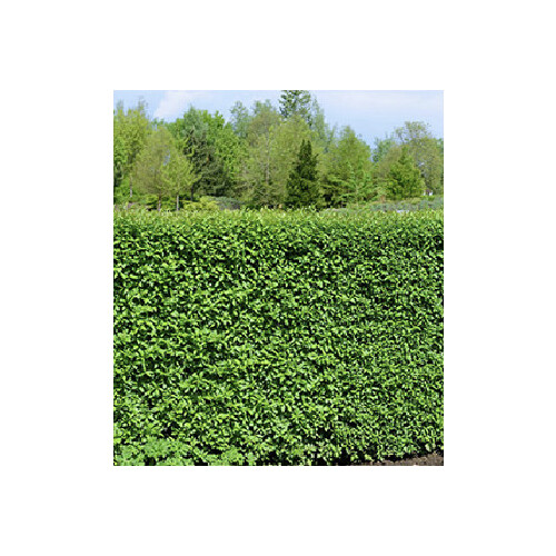 Heidelbeere BrazelBerry® "Jelly Bean"