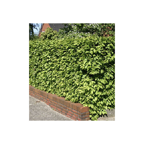 Schwarzgrüner Liguster "Atrovirens"