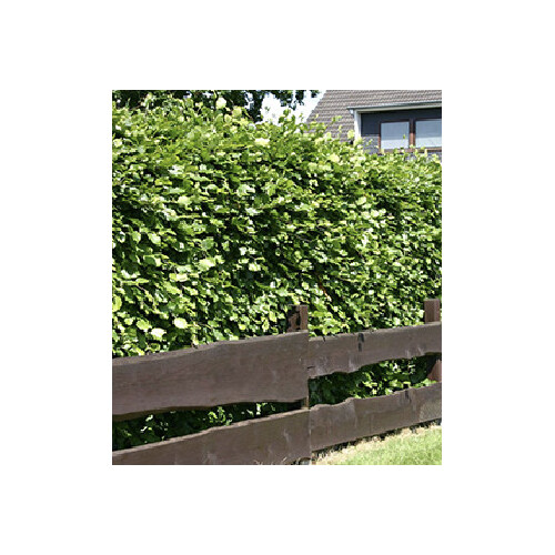 Heidelbeere BrazelBerry® "Jelly Bean"