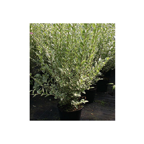 Heidelbeere BrazelBerry® "Jelly Bean"