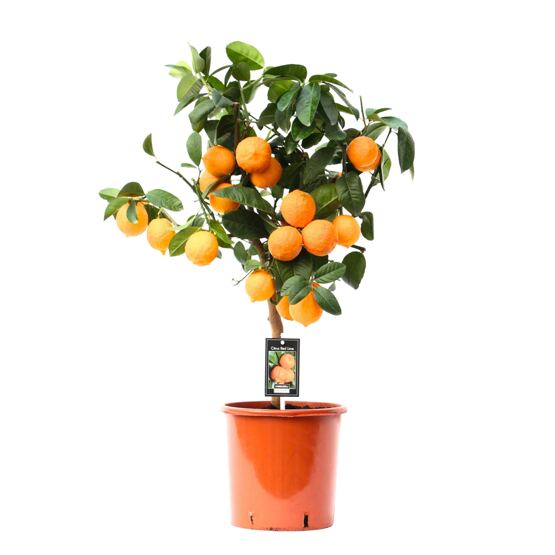 Limettenbaum Red Lime